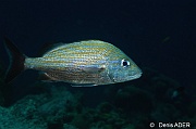 Haemulon-sciurus Grogneur a lignes bleues-Bonaire Buddy reef-9m-20120217-Denis-ADER-DSC_6275_tn